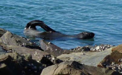 This fur seal appears to have escaped a brush with a shark, nursing a large bite mark as it recovers in the Bellinger River. This fur seal appears to have escaped a brush with a shark, nursing a large bite mark as it recovers in the Bellinger River.